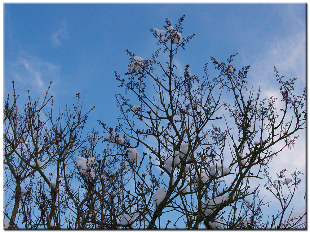 Fliederbaum im Winter