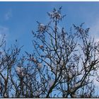 Fliederbaum im Winter