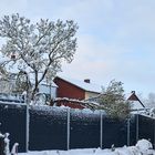 Fliederbaum nach Schneebruch in Nachbars Garten