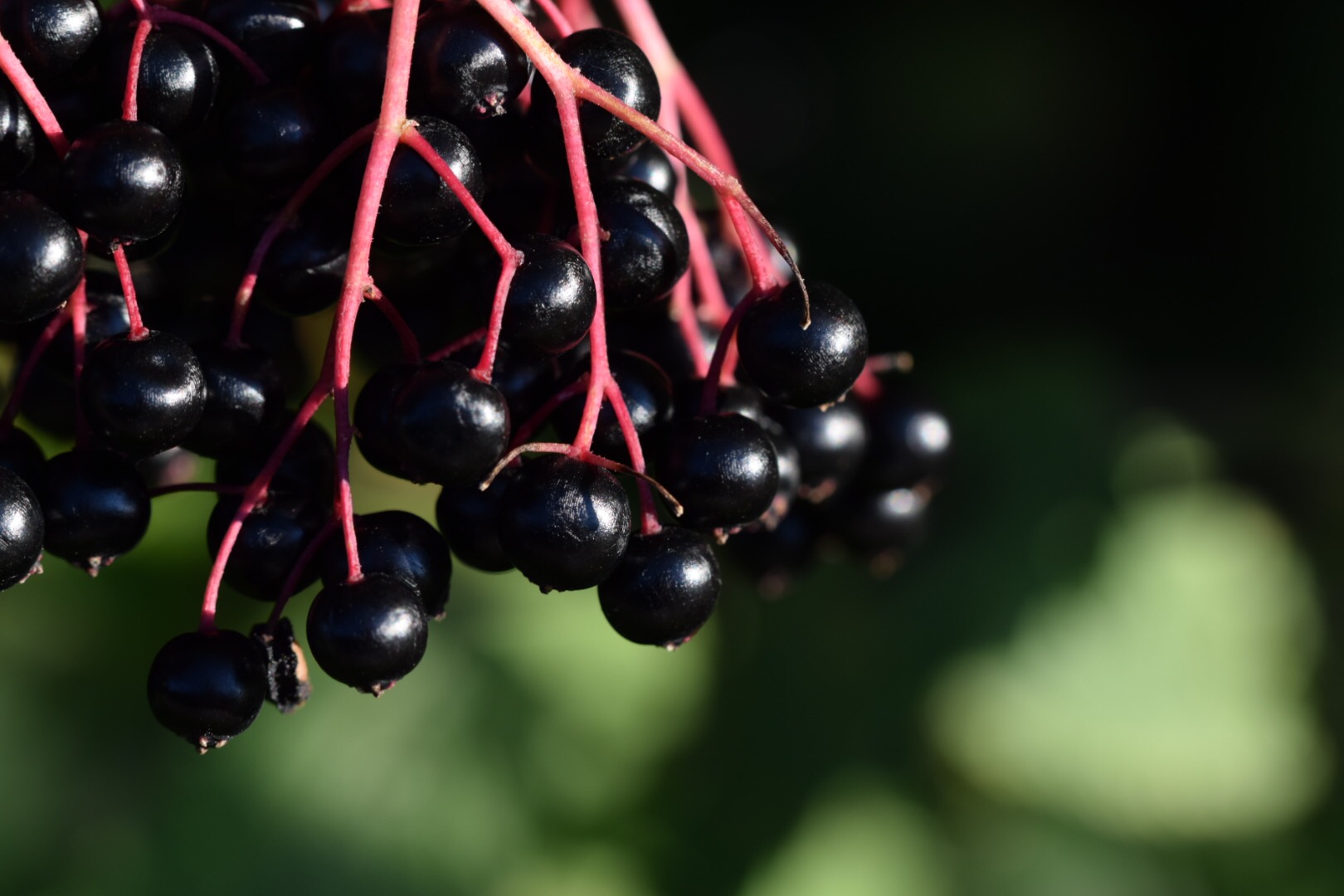 Fliederbeeren