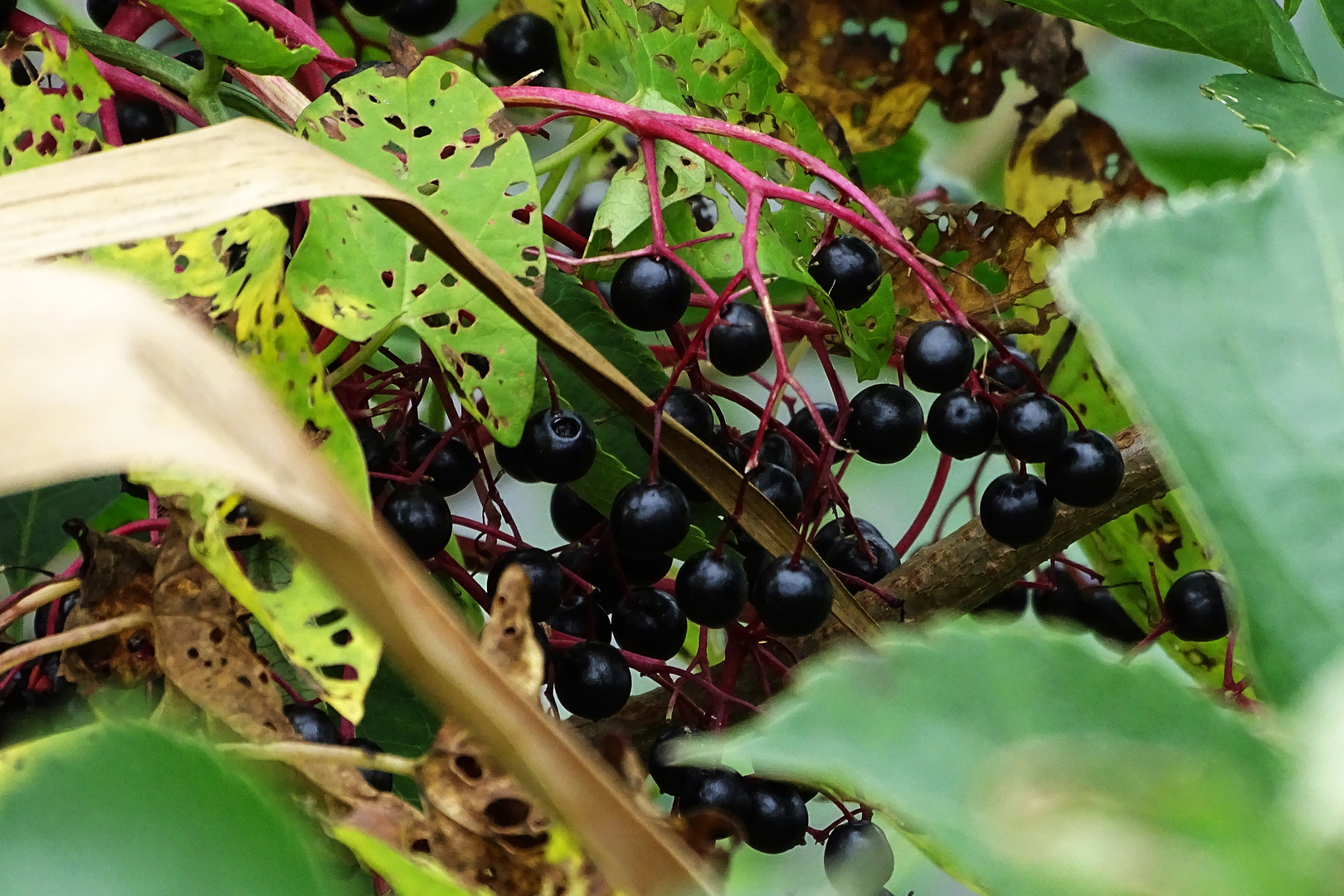 Fliederbeeren