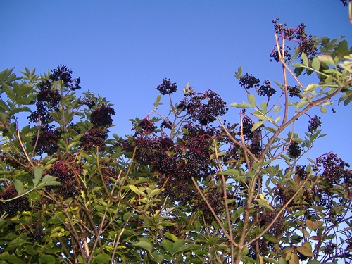 Fliederbeeren