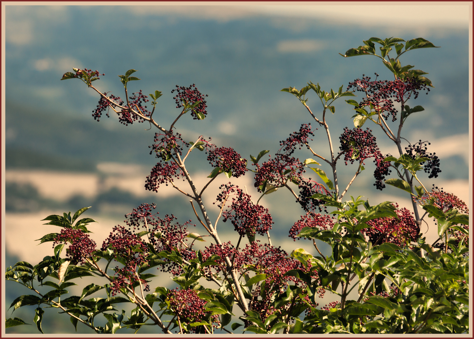 Fliederbeeren - Schwarzer Holunder -