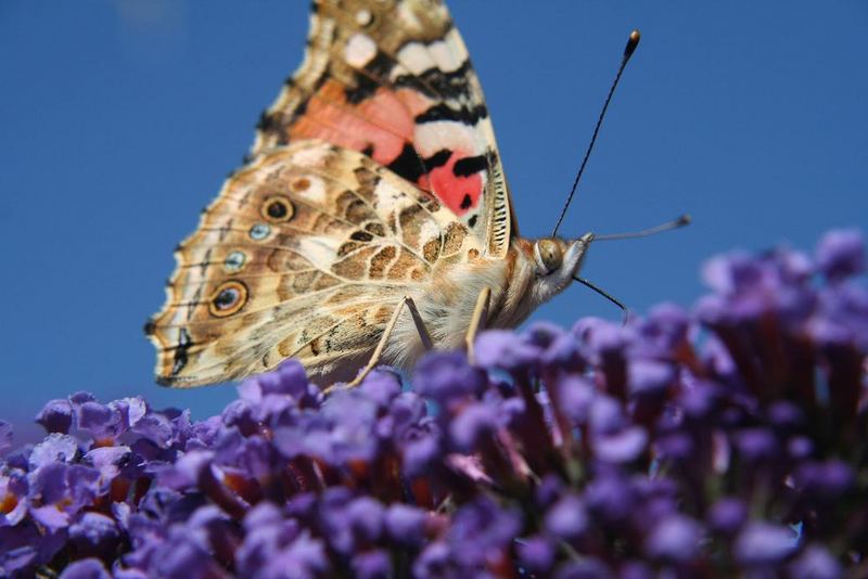 Fliederbesetzung