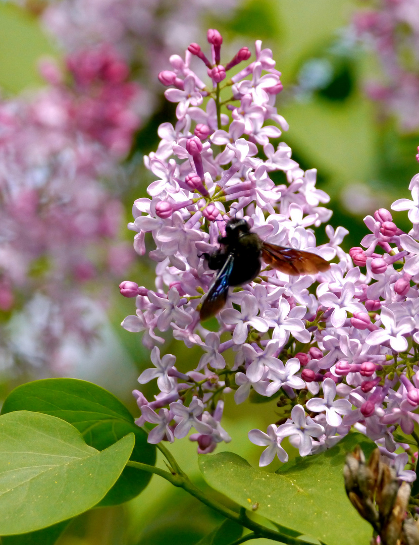 Fliederbesuch