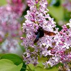 Fliederbesuch