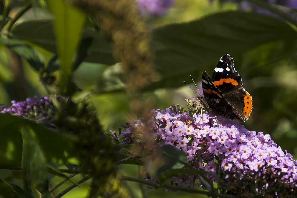 Fliederbesuch