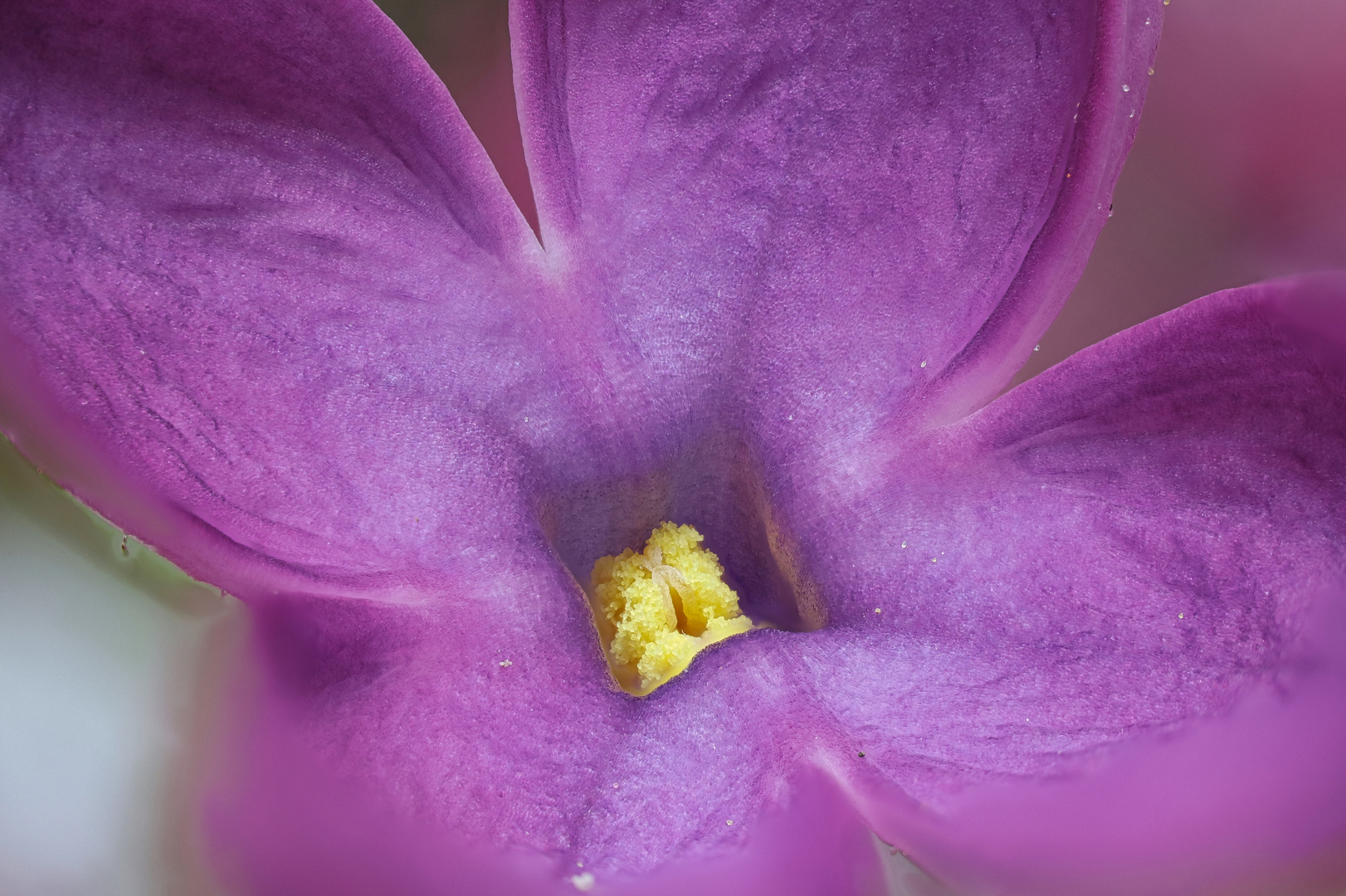 Fliederblüte