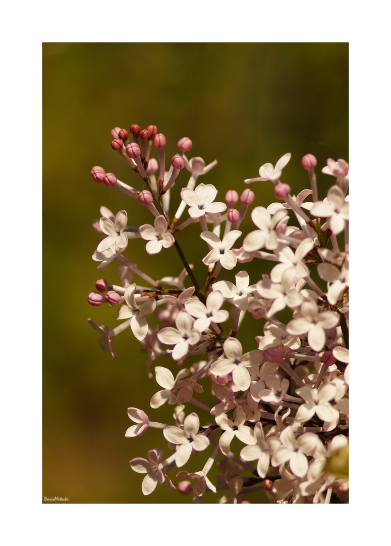 Fliederblüte