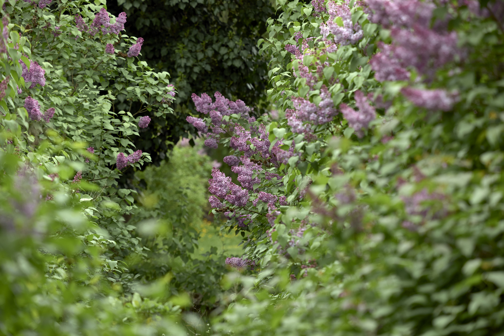 Fliederblüte