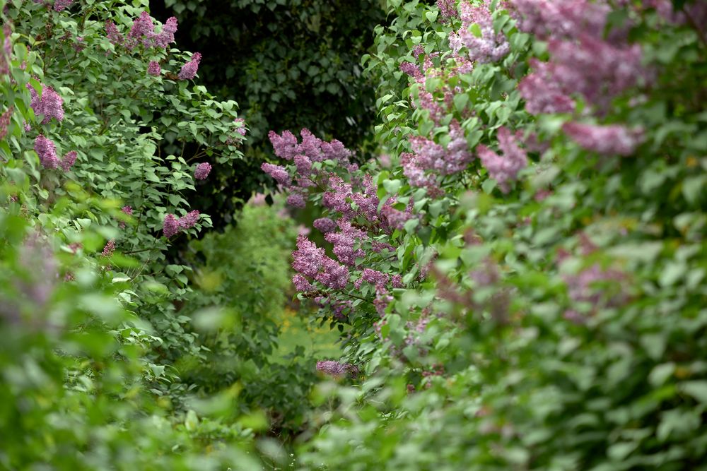 Fliederblüte