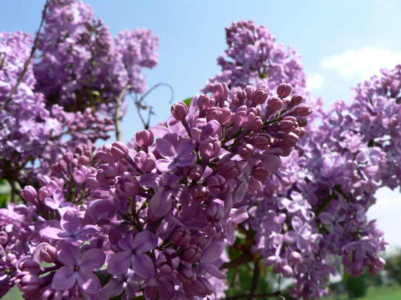 Fliederblüte