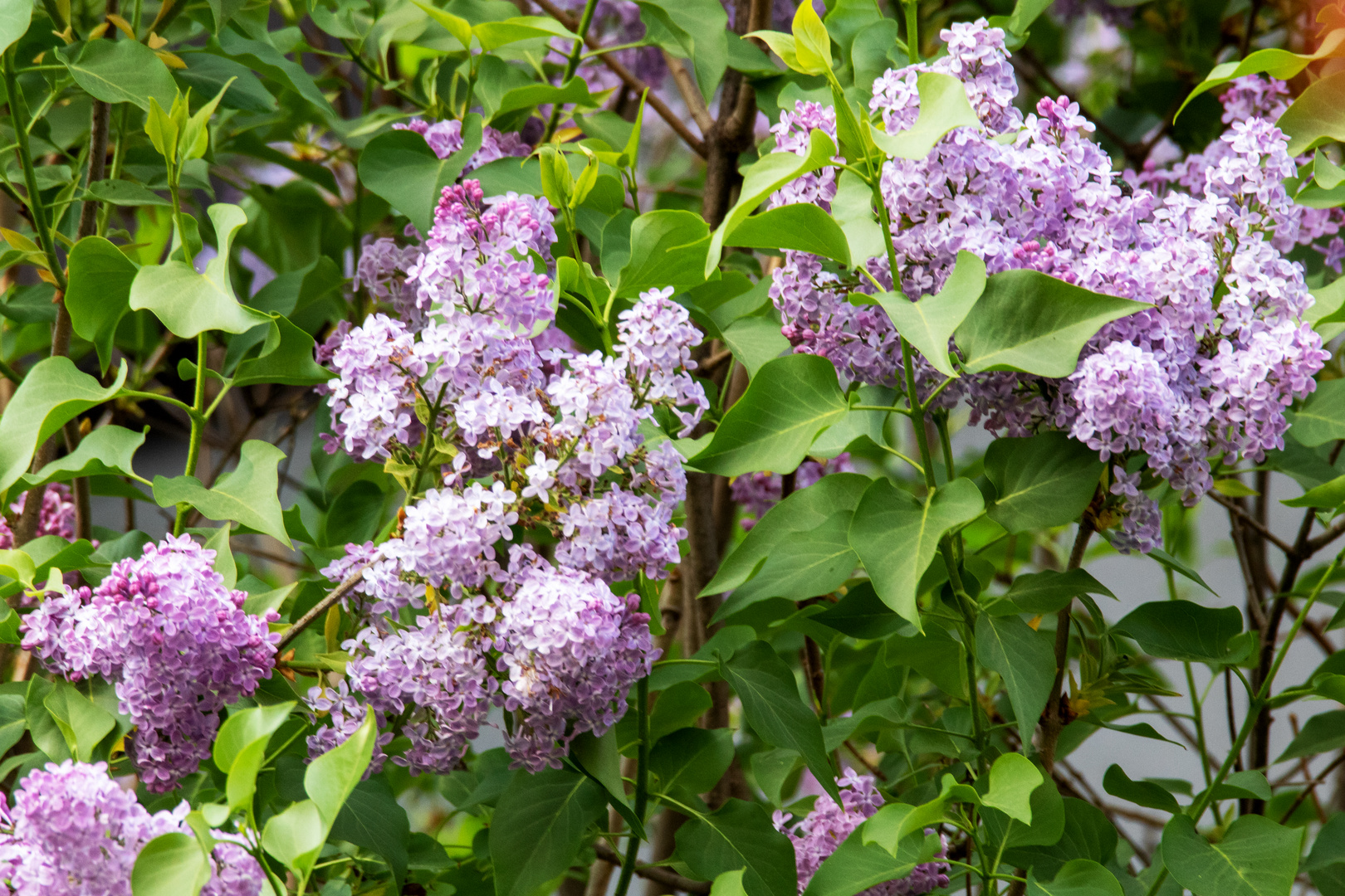 Fliederblüte