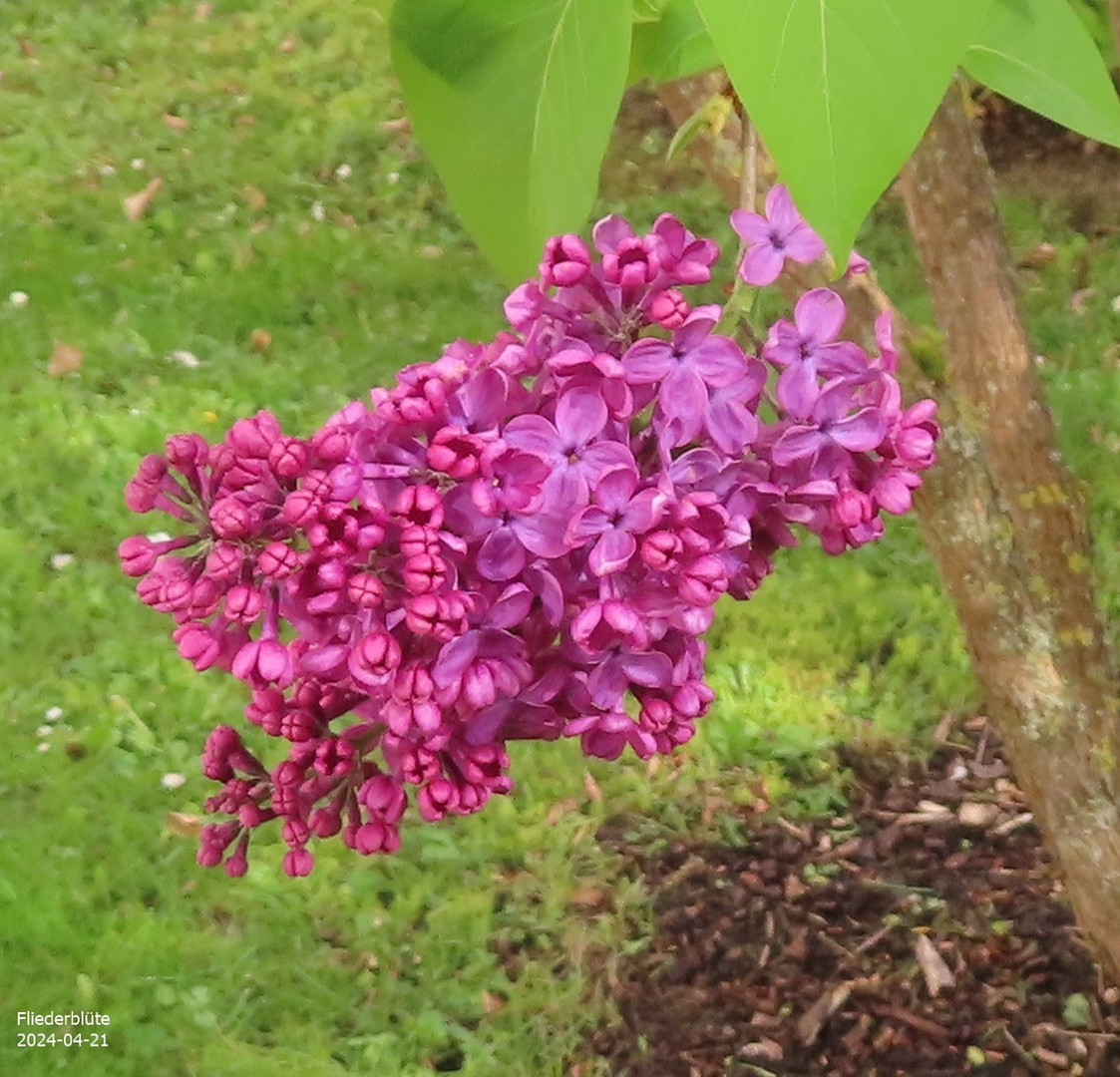 Fliederblüte 