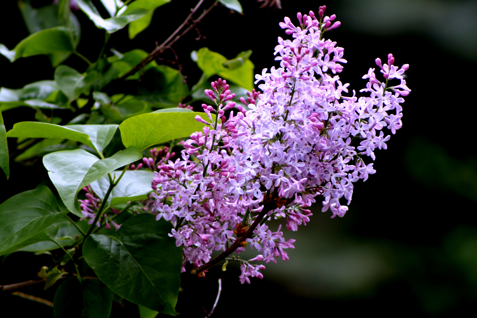 Fliederblüte