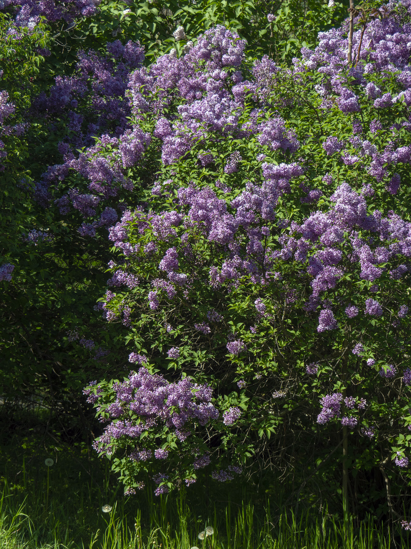 fliederblüte