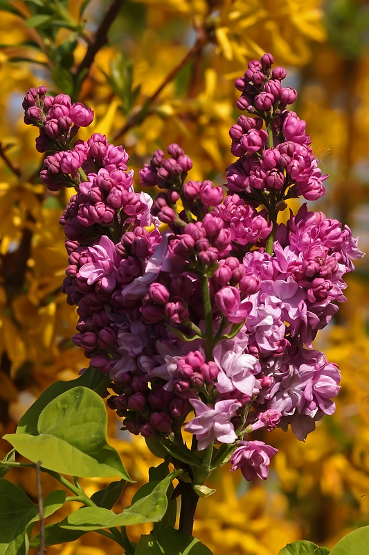 Fliederblüte am 11. April?