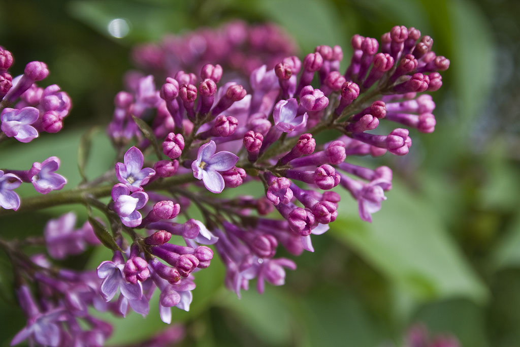 Fliederblüte