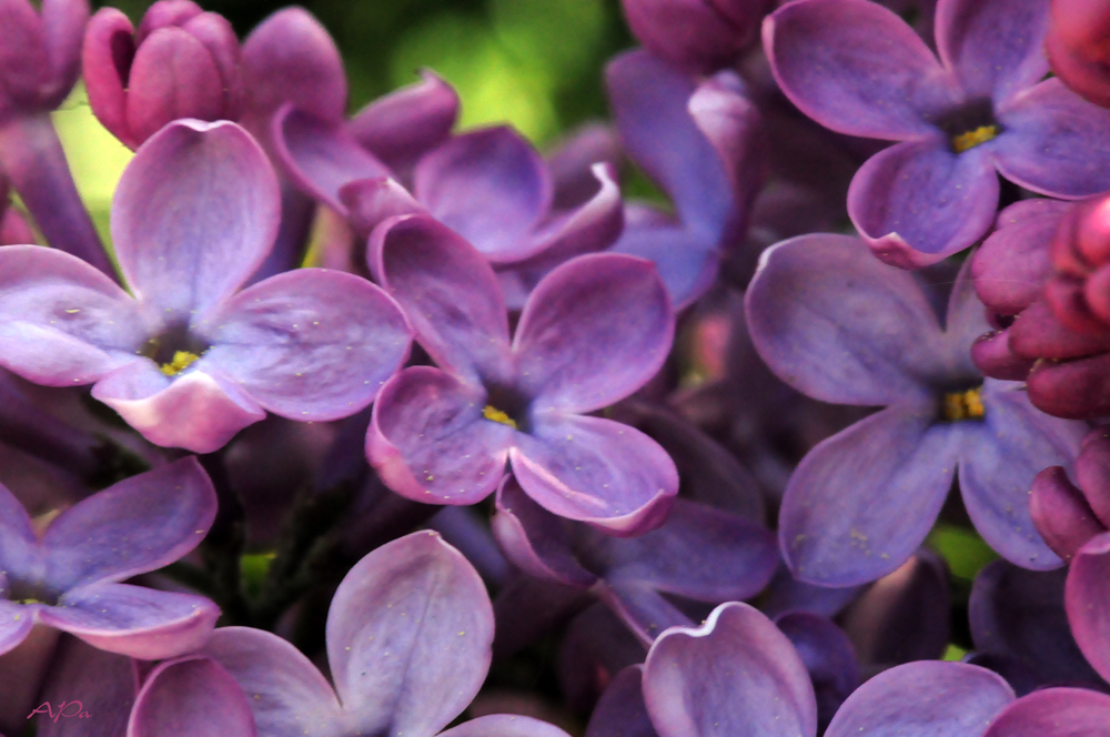 Fliederblüte