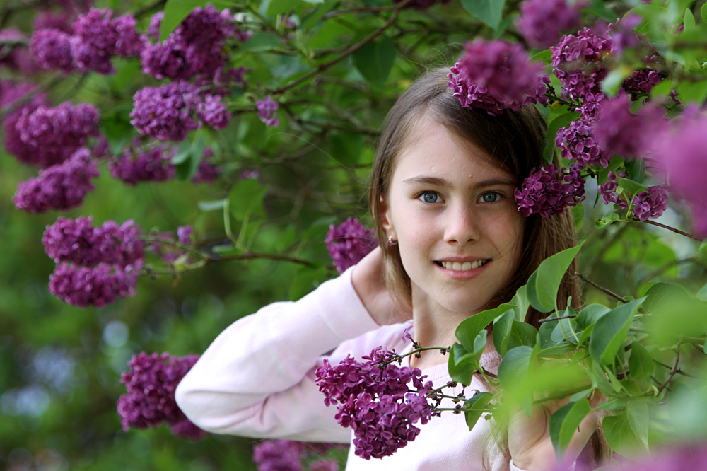 Fliederblüte