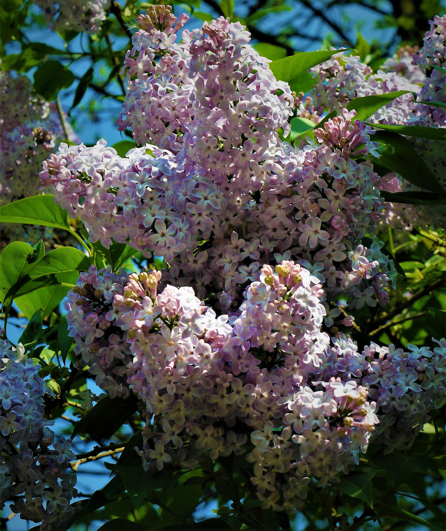 Fliederblüte - fast schon wieder vorbei