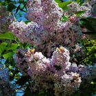 Fliederblüte - fast schon wieder vorbei