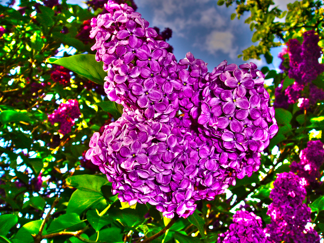 Fliederblüte im Sommer