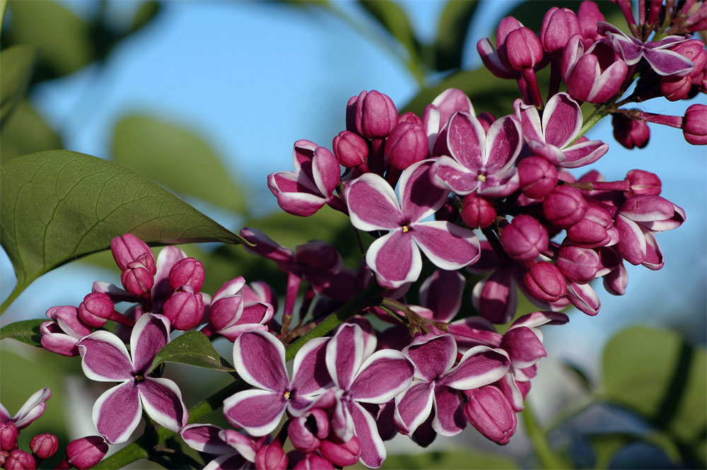 Fliederblüte in der Frühlingsabendsonne