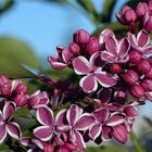 Fliederblüte in der Frühlingsabendsonne