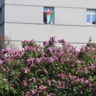 Fliederblüte in Kriegszeiten