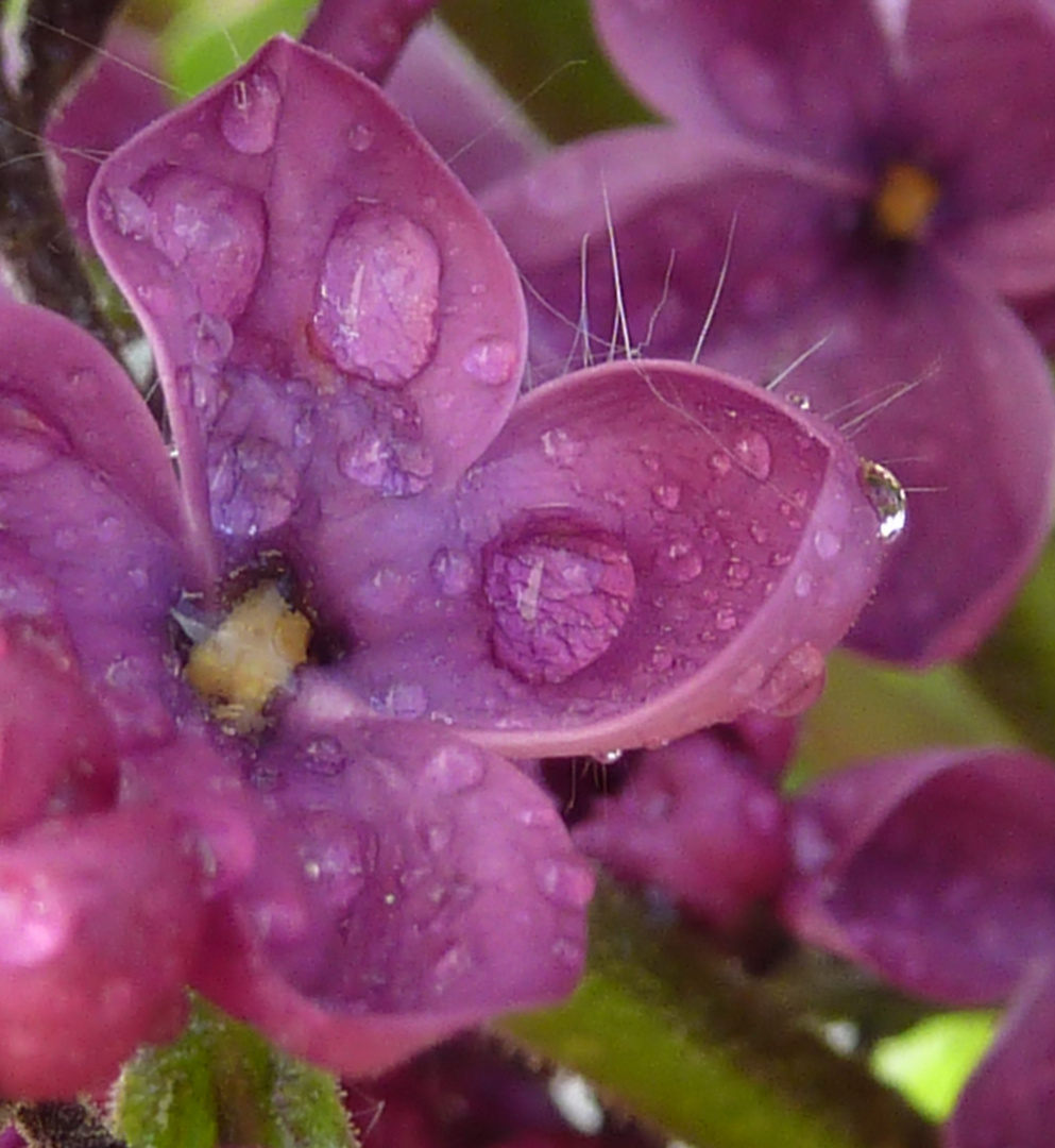 Fliederblüte - makro -Syringa-Vulgaris-Hybride