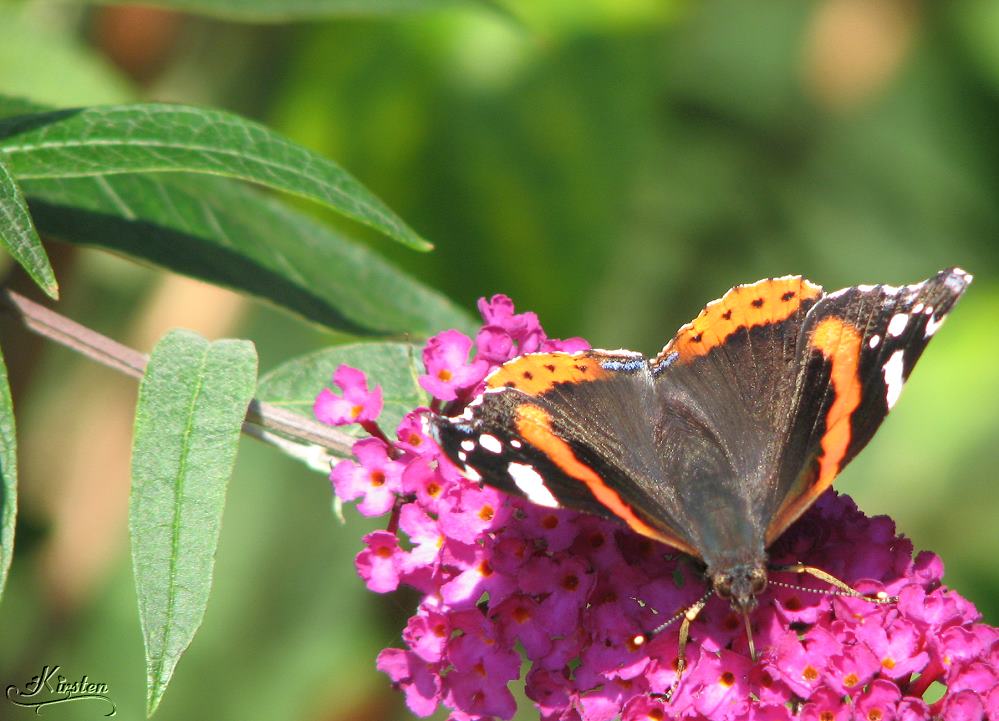 Fliederblüte mit Schmetterling (bearbeitet)