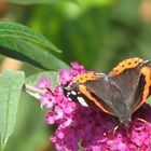 Fliederblüte mit Schmetterling (bearbeitet)