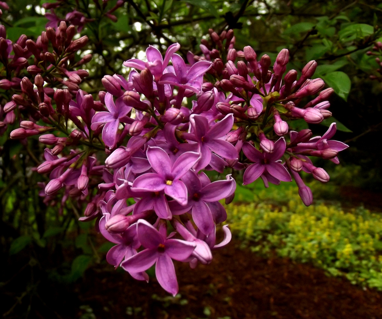 Fliederblüten