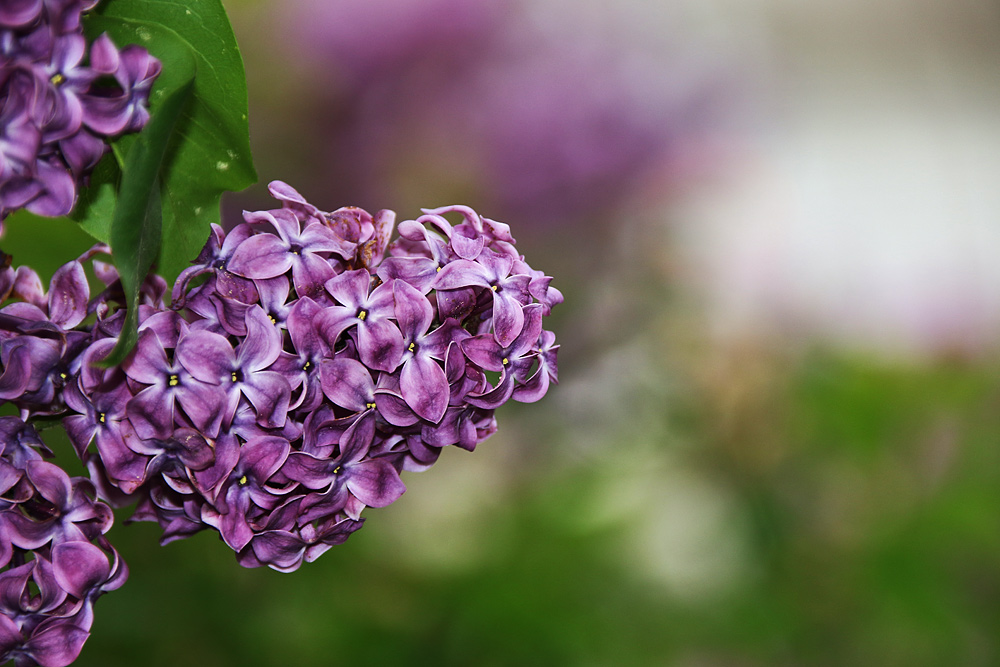 Fliederblüten