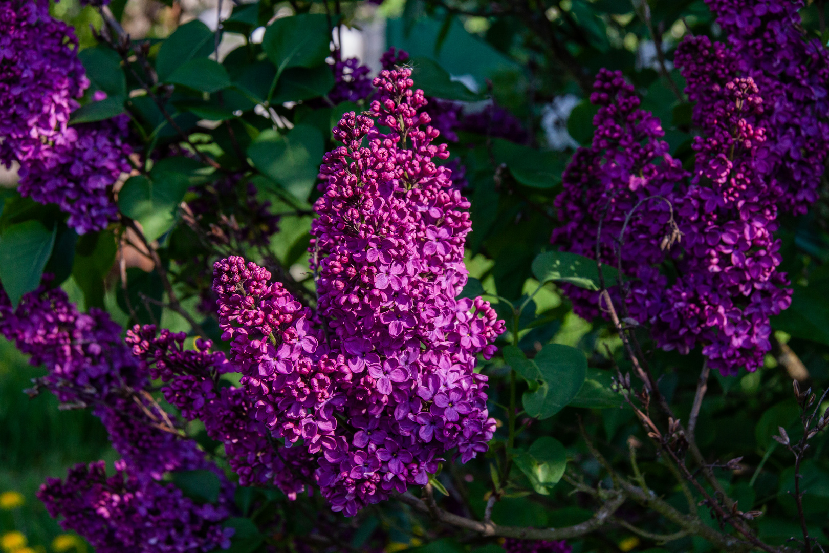 Fliederblüten...