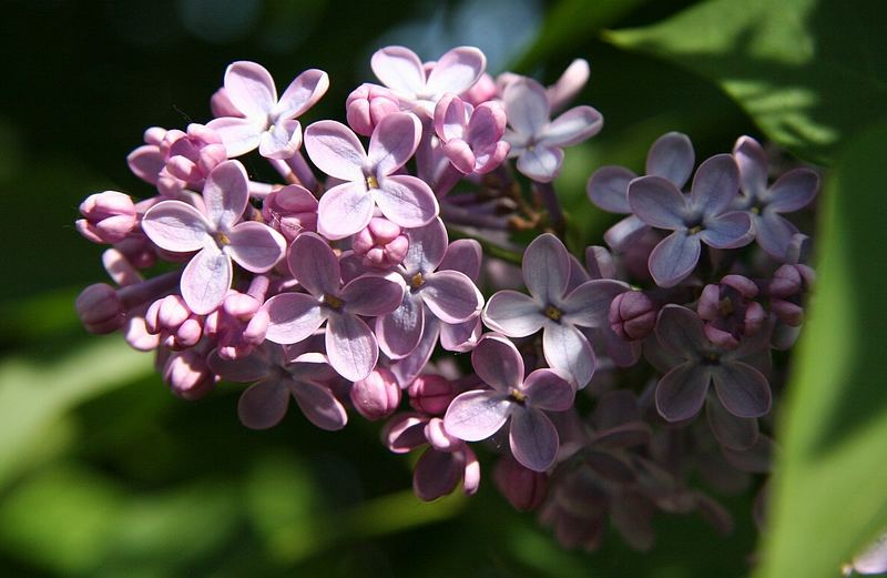 Fliederblüten