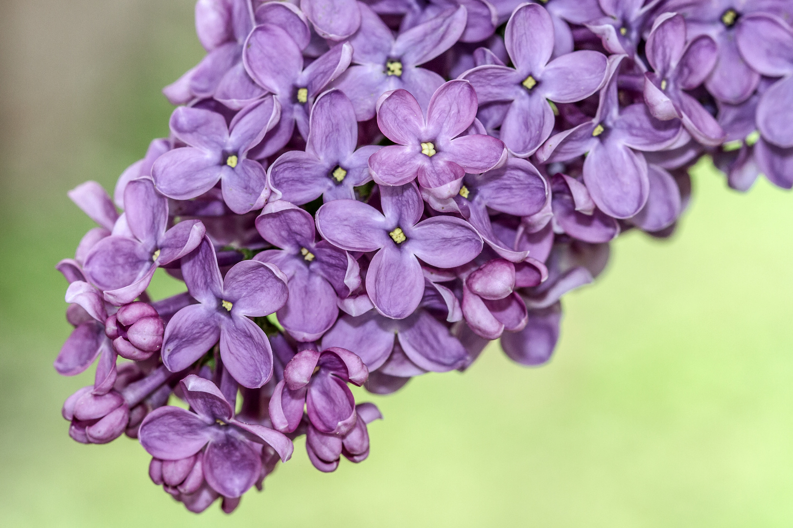 Fliederblüten