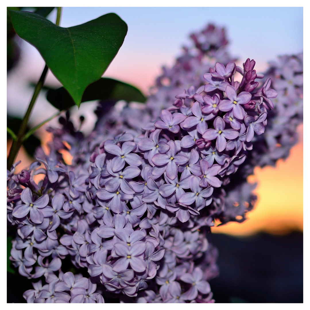 Fliederblüten im Sonnenuntergang