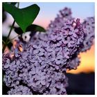 Fliederblüten im Sonnenuntergang