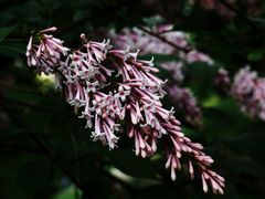 Fliederblüten zur Himmelfahrt