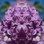 Fliederbouquet
