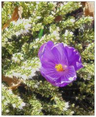 Fliederfarbig mit violetten Streifen