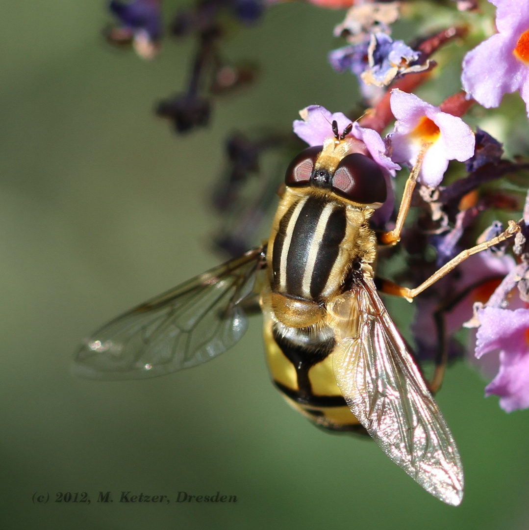 FliederFliege