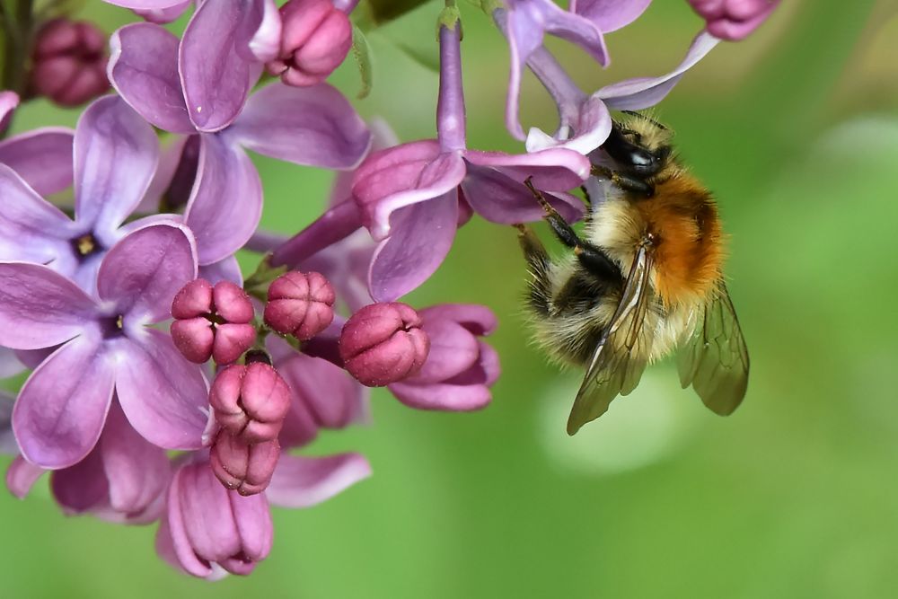 Fliederfreund