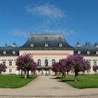 Fliederhof im Schloss Pillnitz