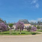 Fliederhof von Schloss Pillnitz im Frühling