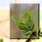 Fliederknospe auf dem Weg zur Blüte