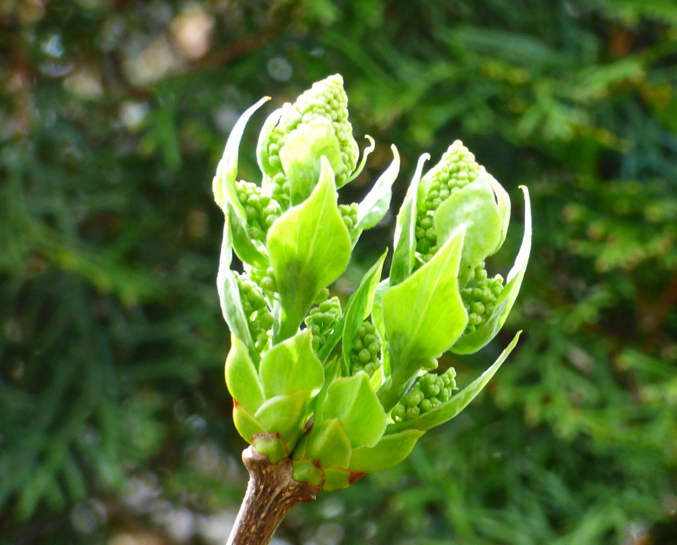 Fliederknospen 1