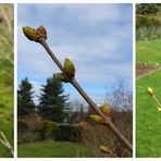 Fliederknospen im Garten